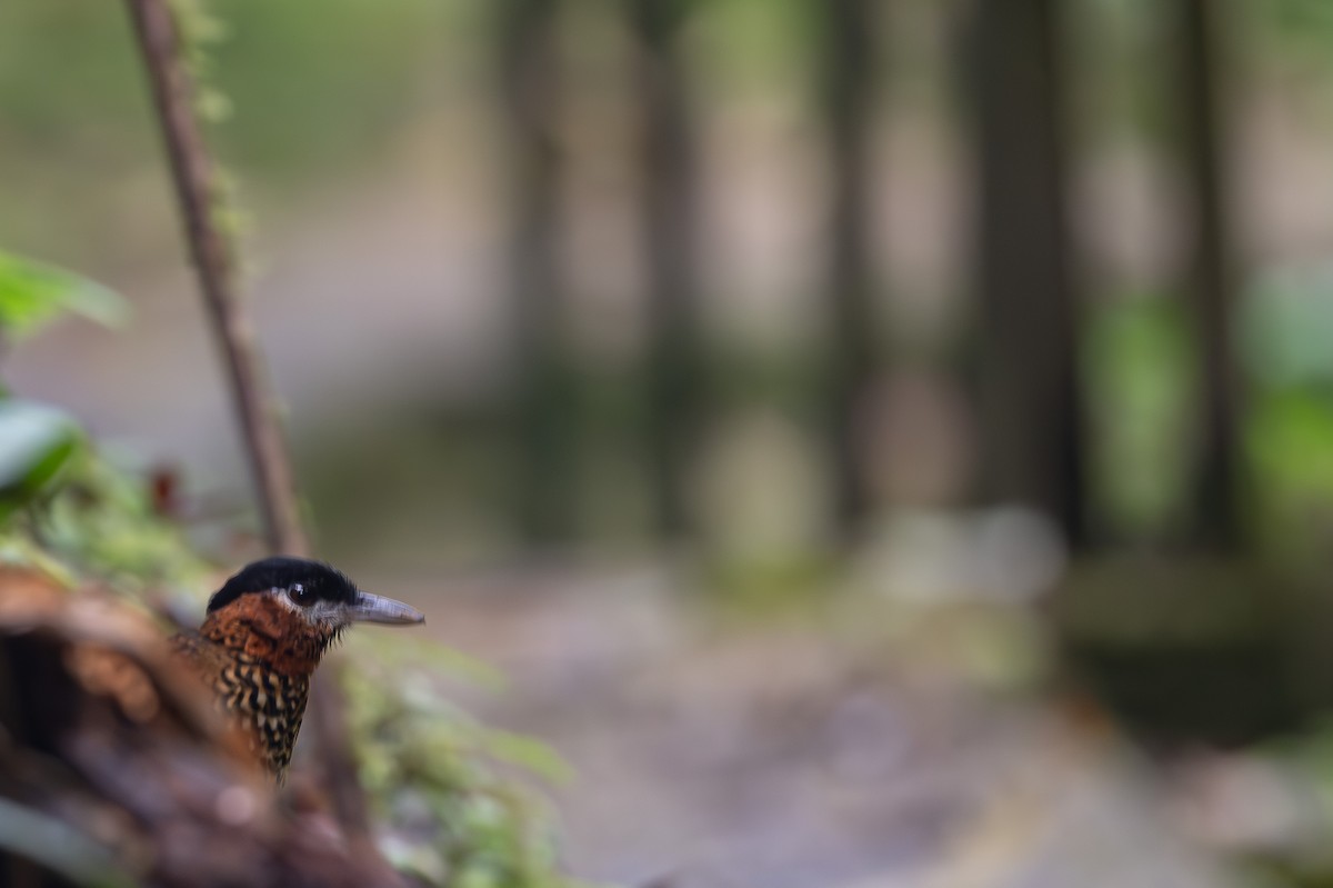 Black-crowned Antpitta - Peter Andrews