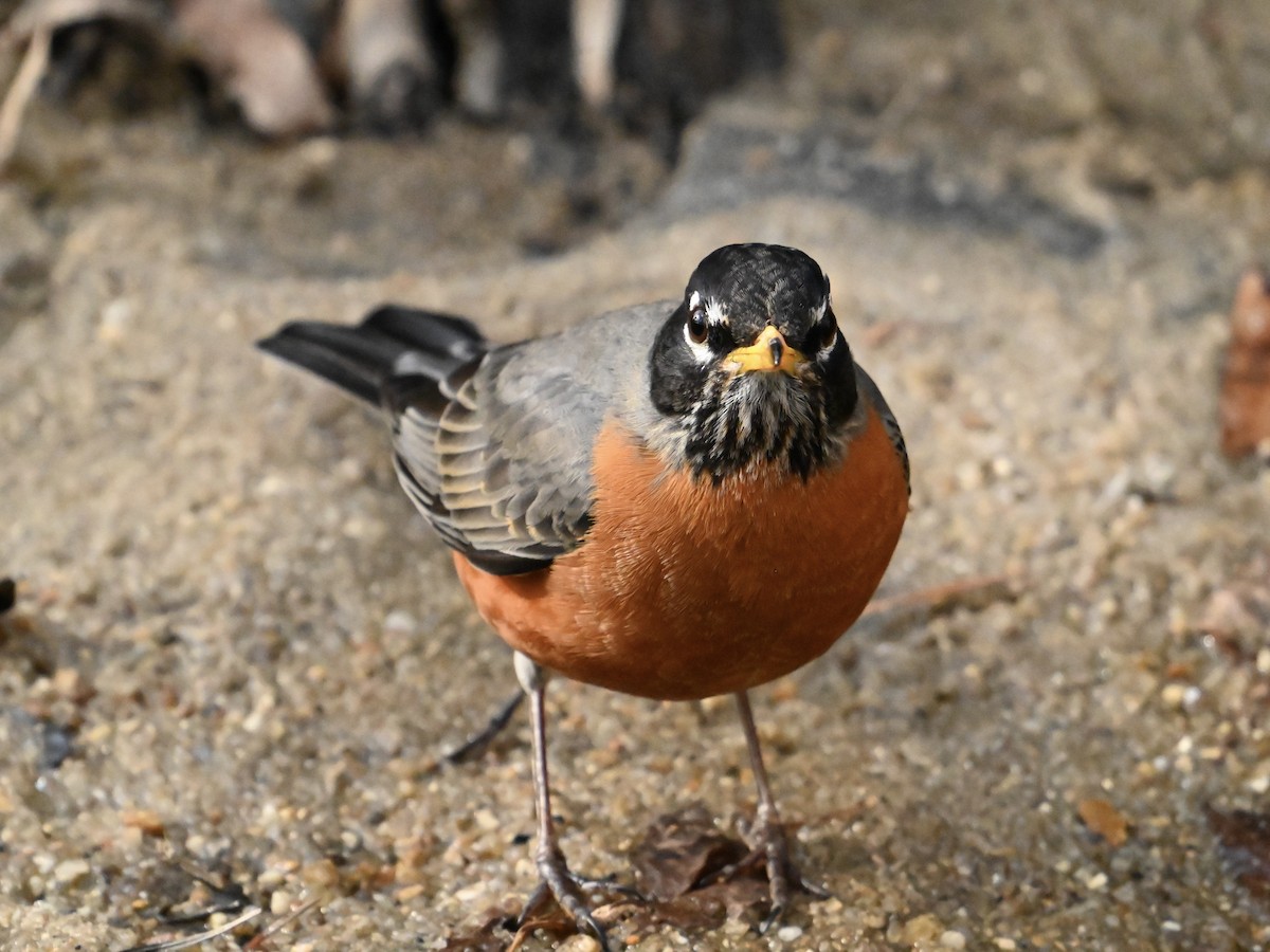 American Robin - ML615107720