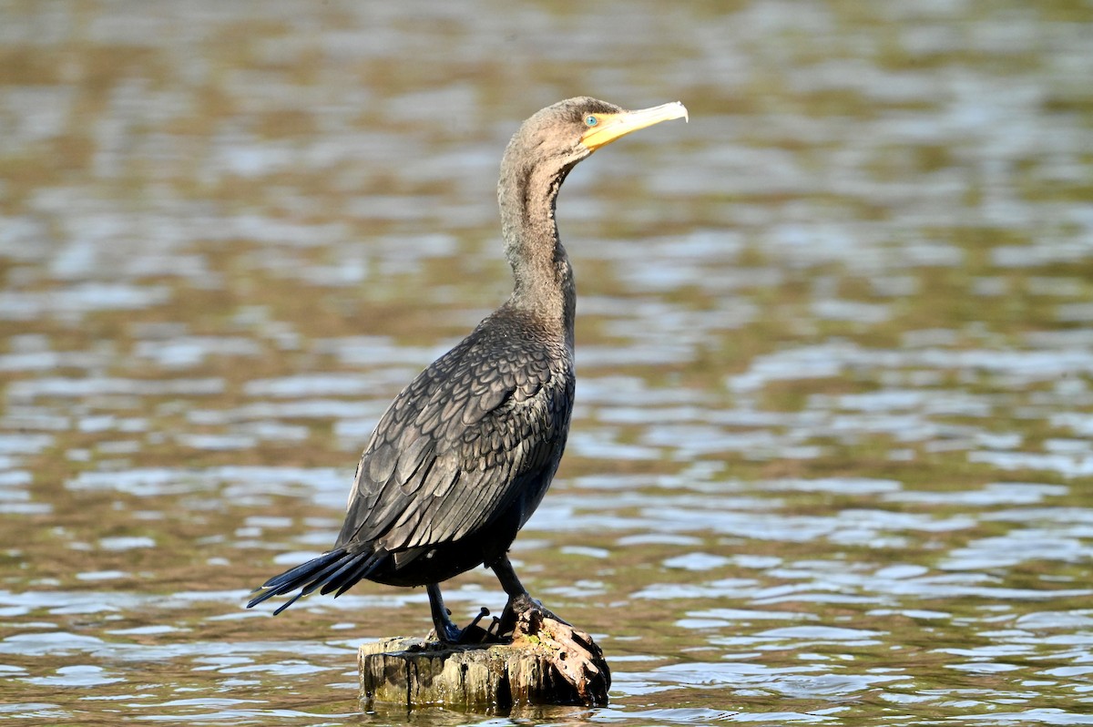 Double-crested Cormorant - ML615107742