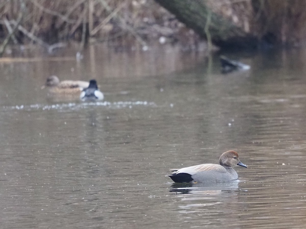 Canard chipeau - ML615107746