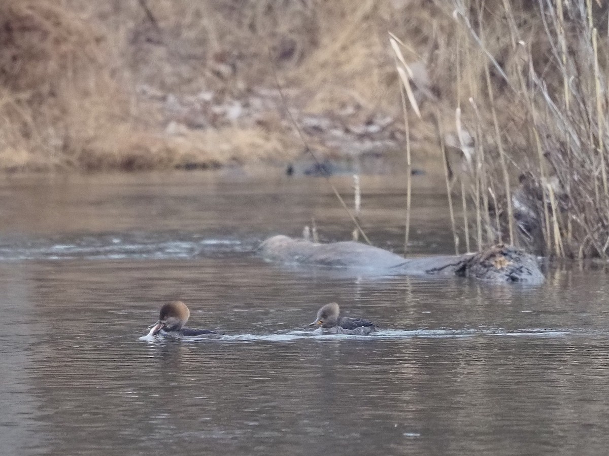 Hooded Merganser - ML615107760