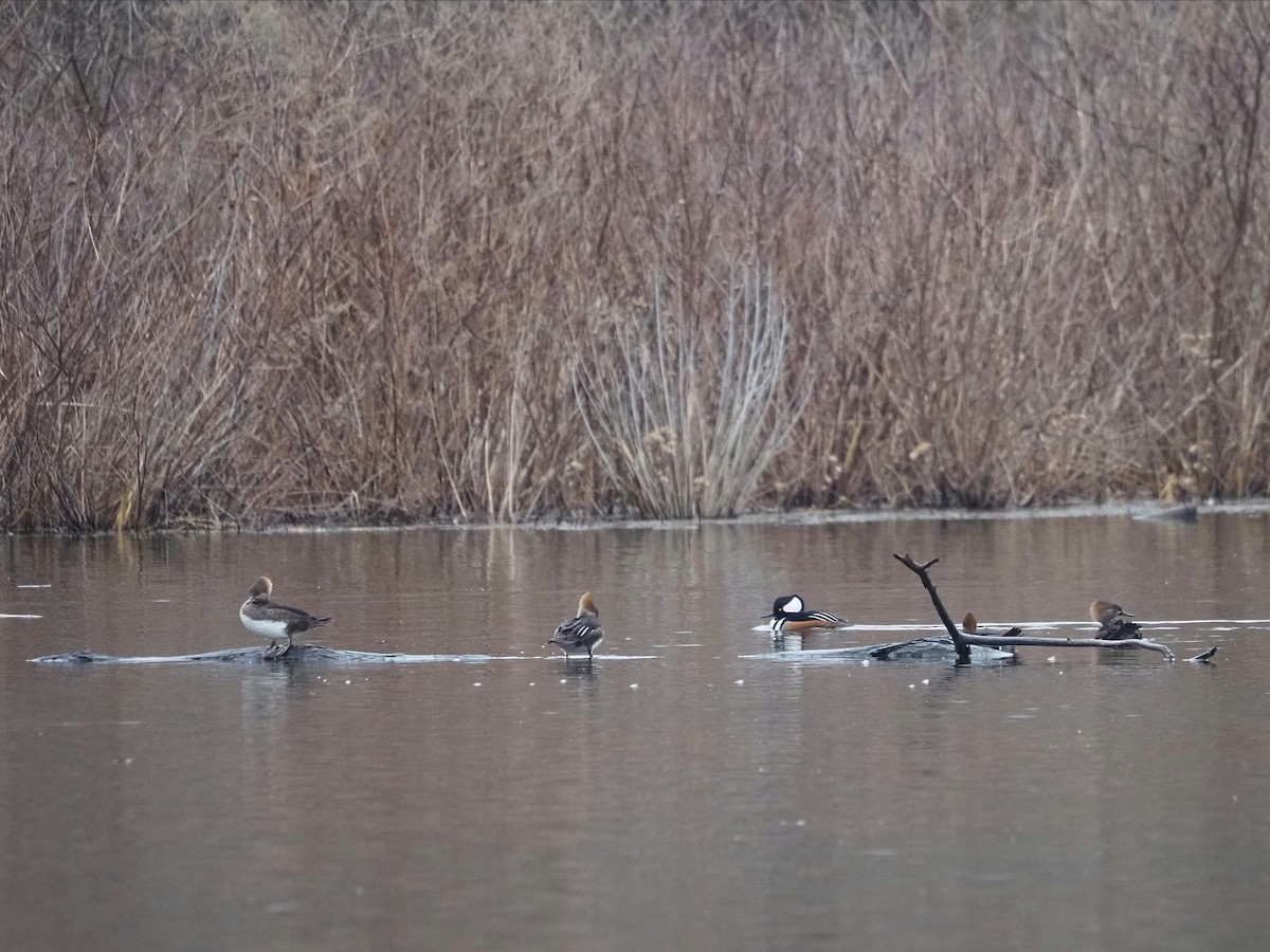 Hooded Merganser - ML615107761