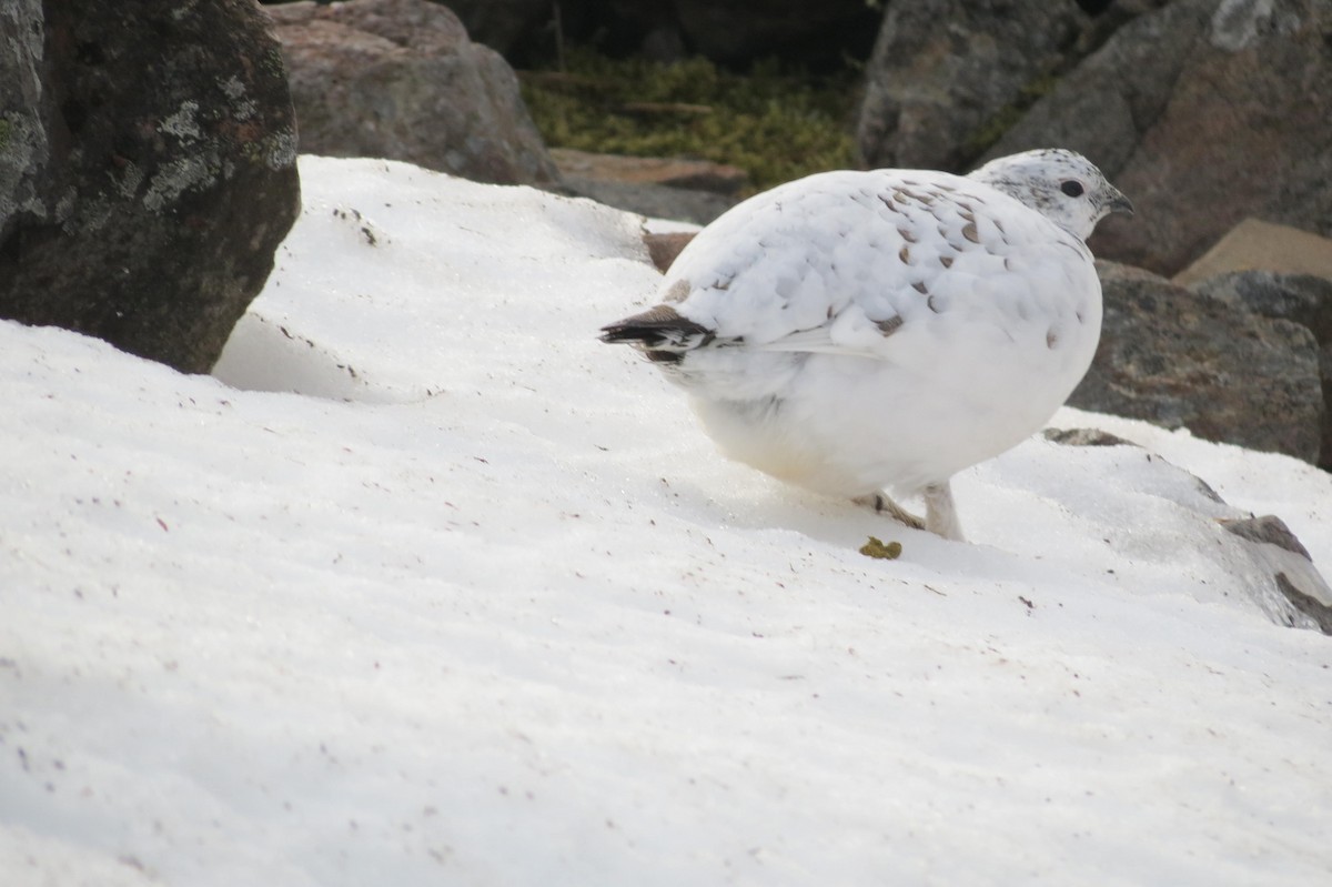 Rock Ptarmigan - ML615107780