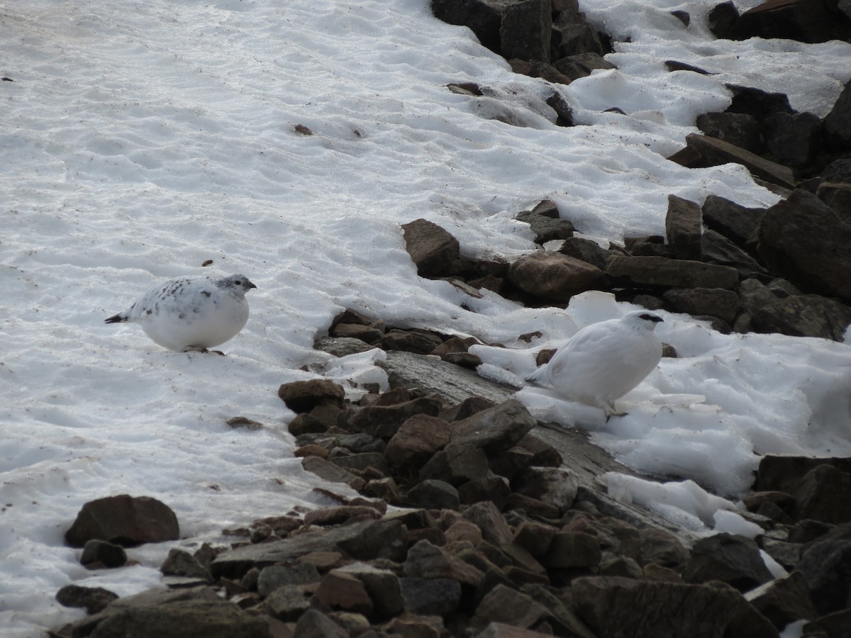 Rock Ptarmigan - ML615107784