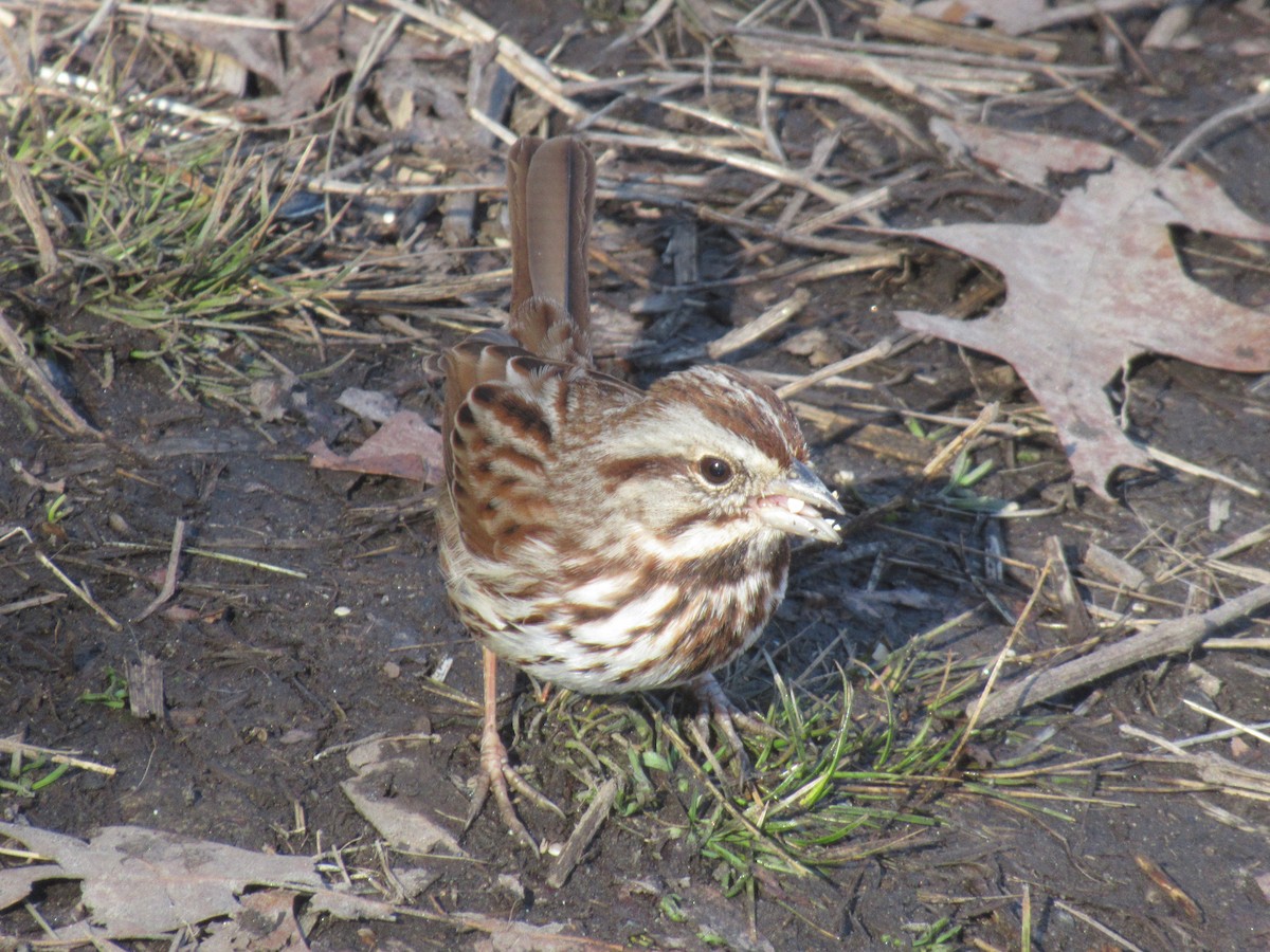 Song Sparrow - ML615107787