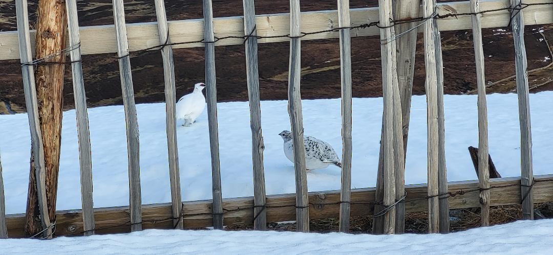 Rock Ptarmigan - ML615107811