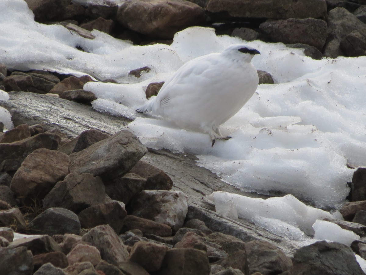 Rock Ptarmigan - ML615107822