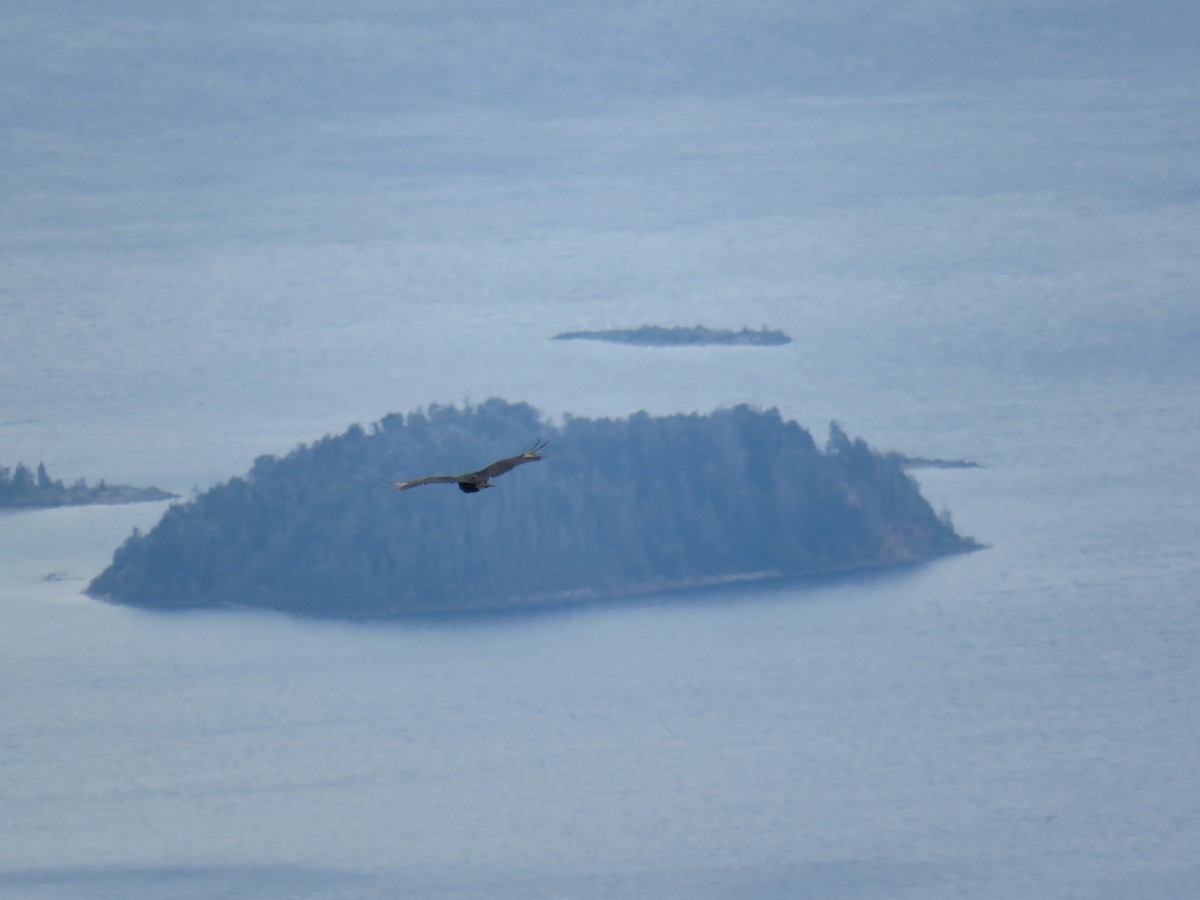 Andean Condor - ML615107828