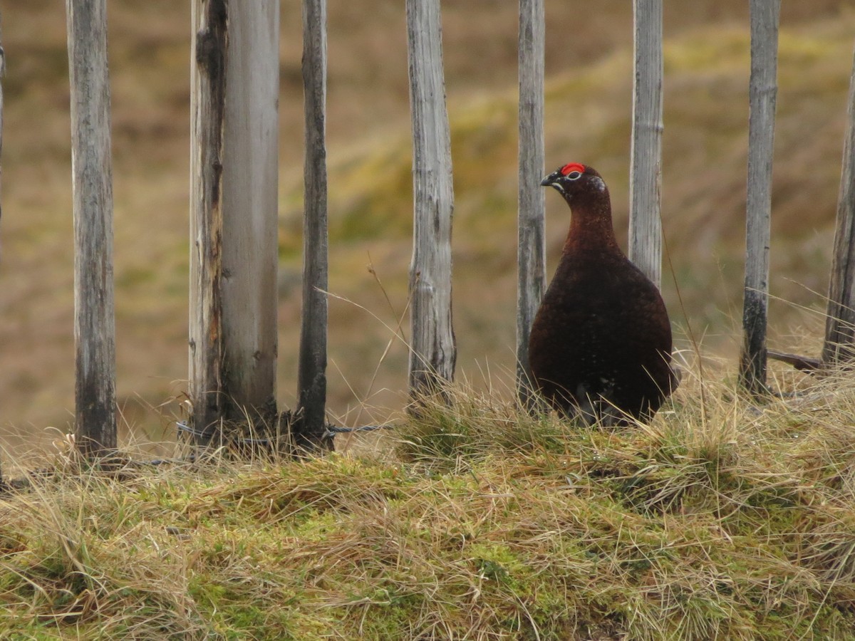 Willow Ptarmigan (Red Grouse) - ML615107834