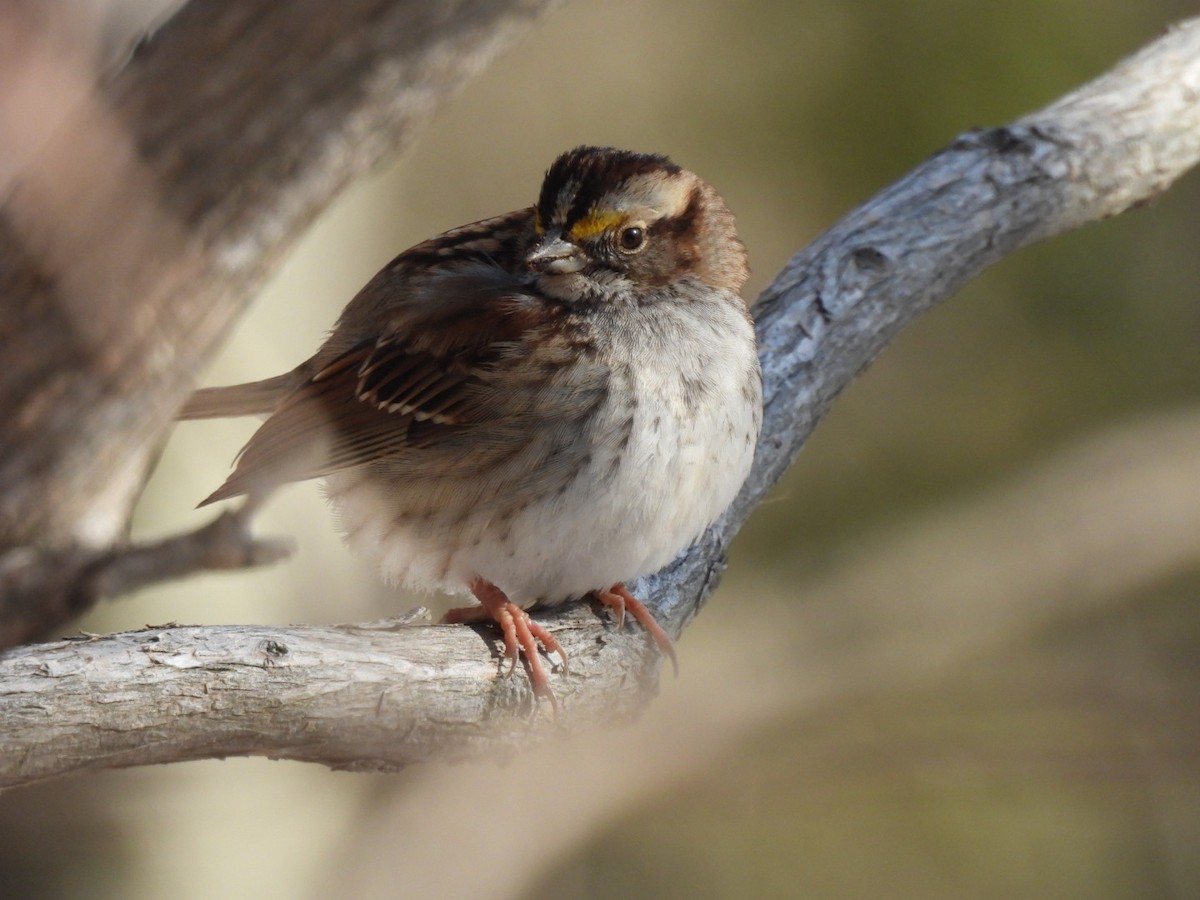 White-throated Sparrow - Jean Gairdner