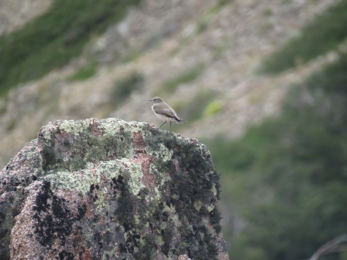 White-browed Ground-Tyrant - ML615107865