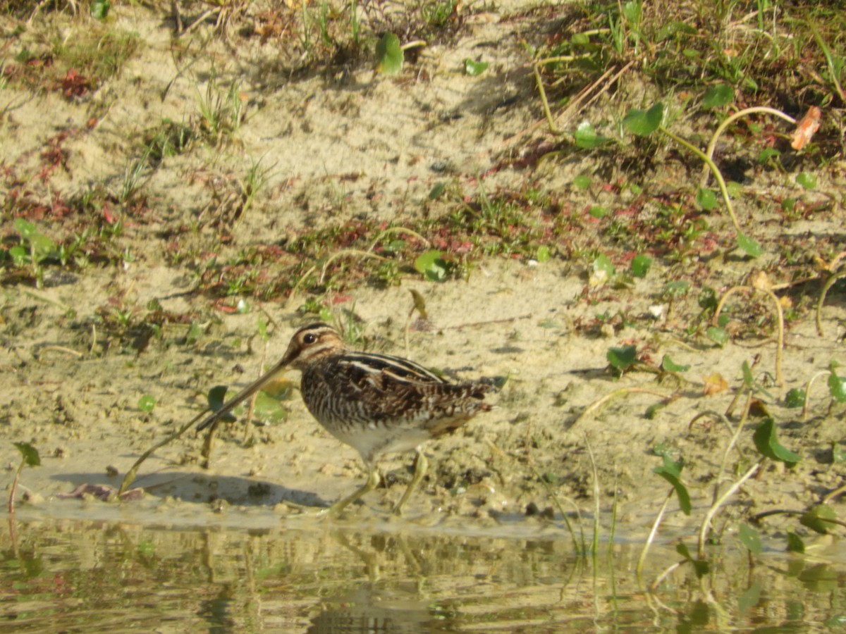 Wilson's Snipe - ML615107922