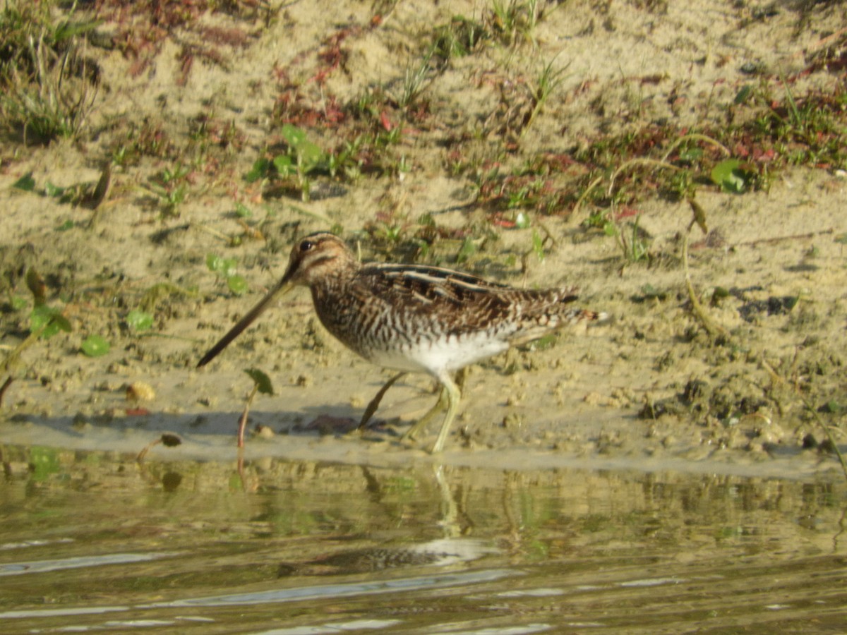 Wilson's Snipe - ML615107926