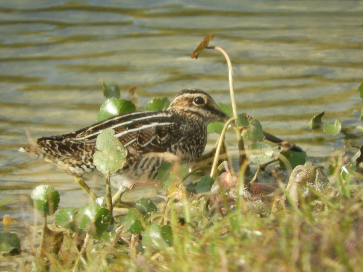 Wilson's Snipe - ML615107929