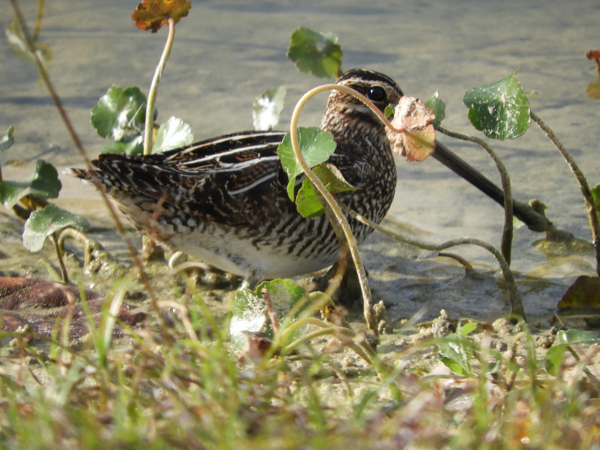 Wilson's Snipe - ML615107941