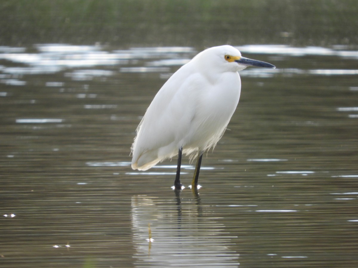 Snowy Egret - ML615107964