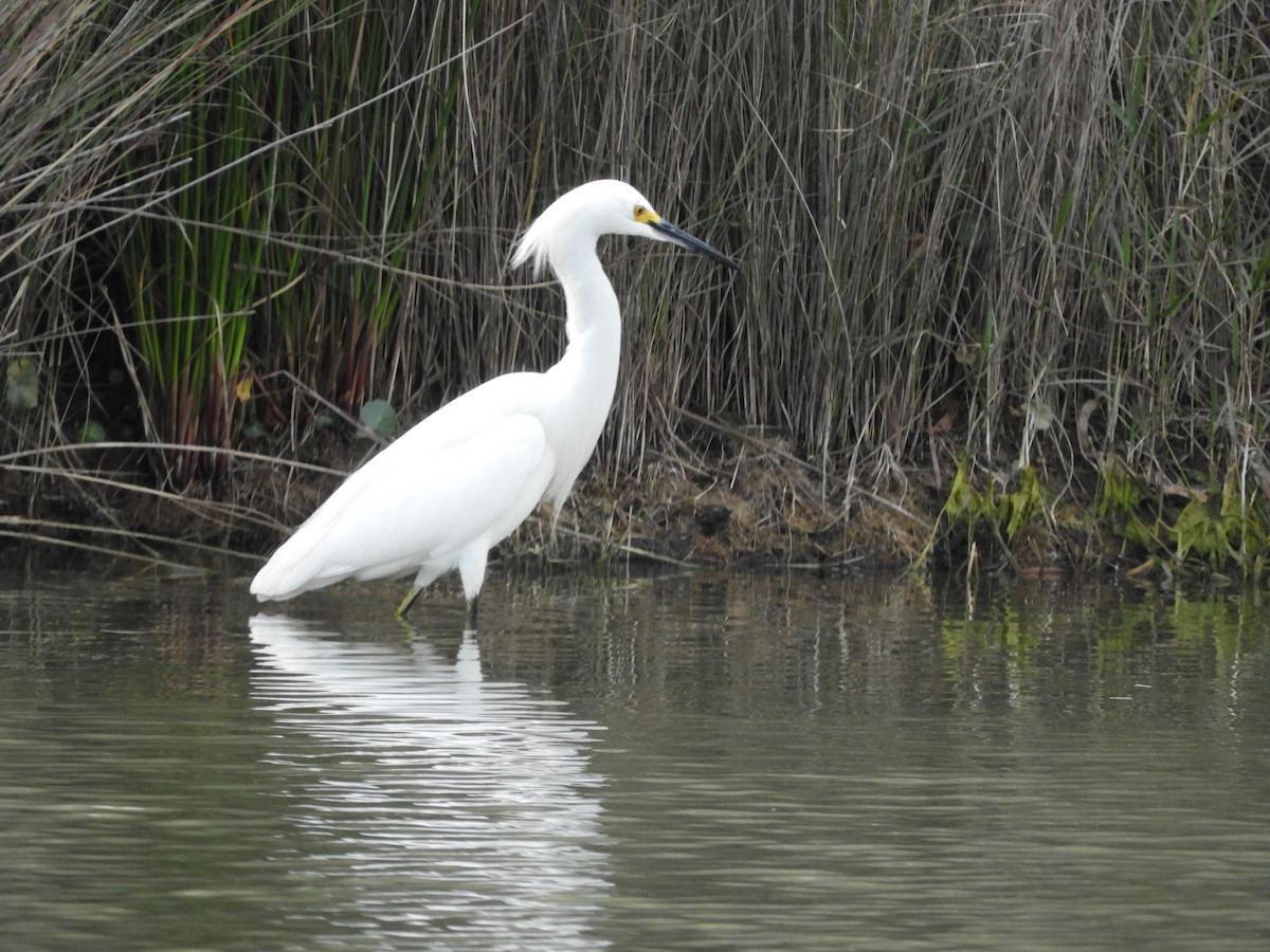 Snowy Egret - ML615107967