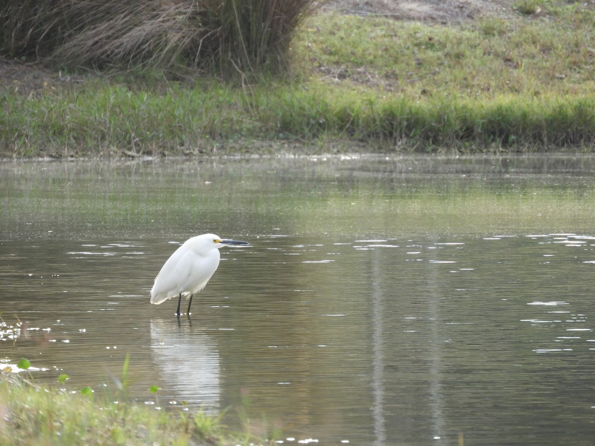 Snowy Egret - ML615107973