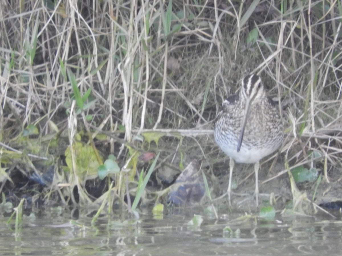 Wilson's Snipe - ML615107980