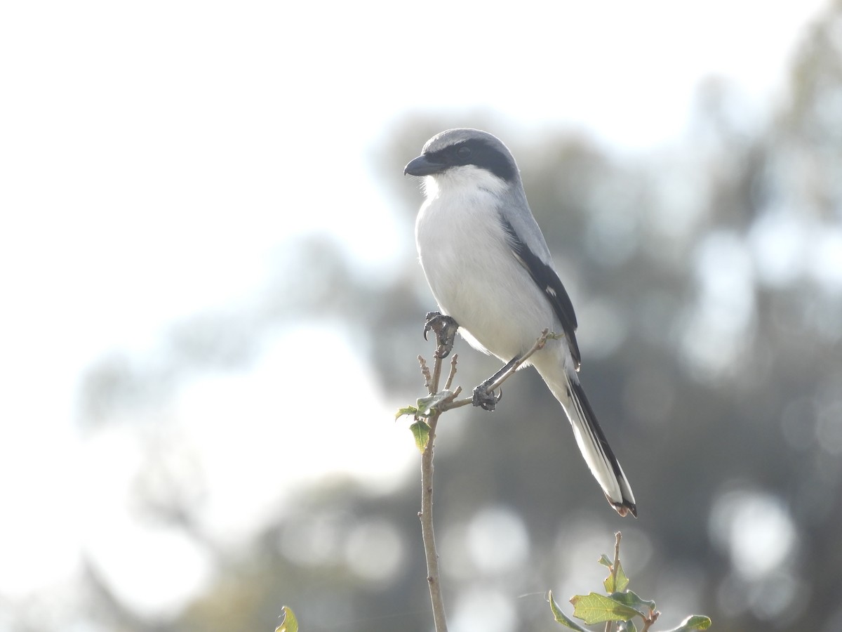 Loggerhead Shrike - ML615107982