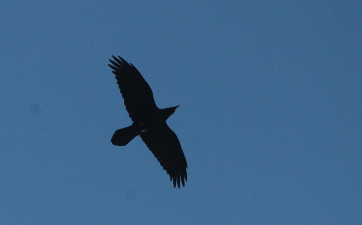 Common Raven - ML615108001