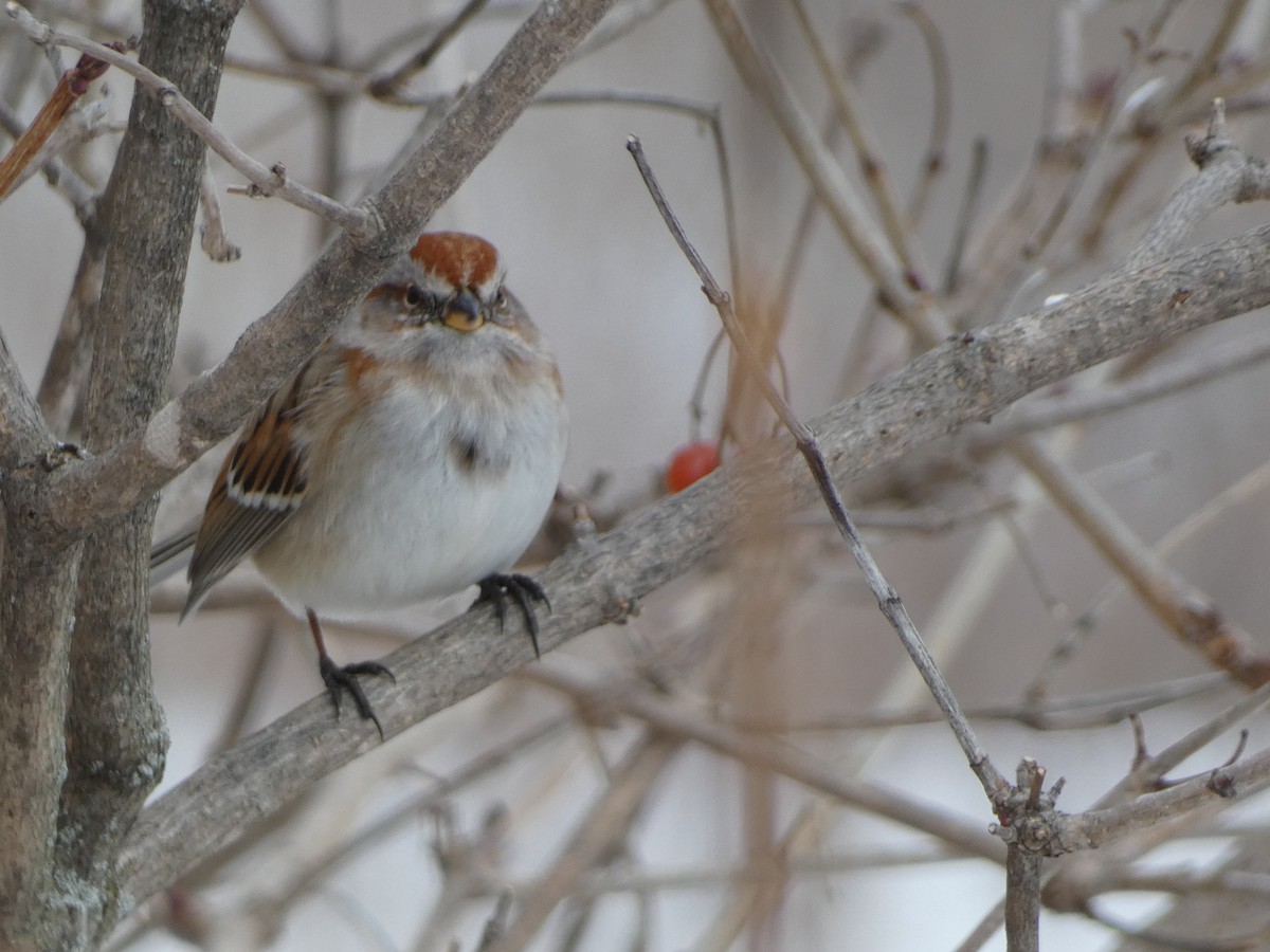 American Tree Sparrow - ML615108009