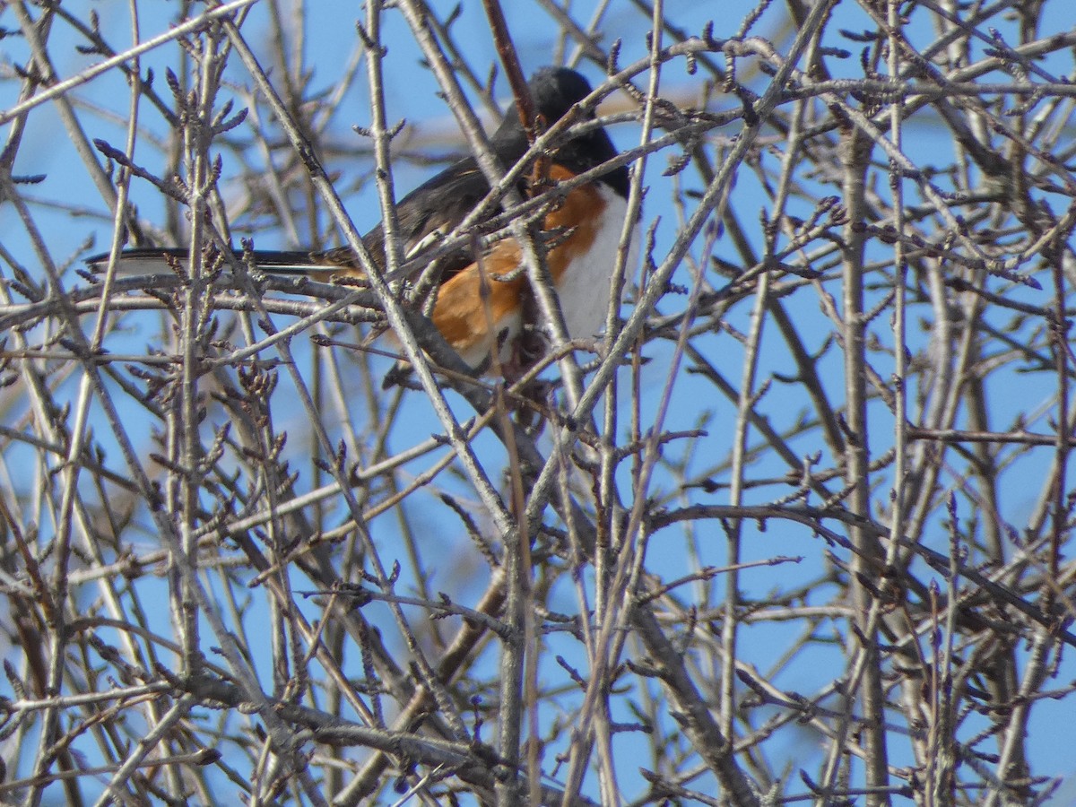 Eastern Towhee - ML615108025