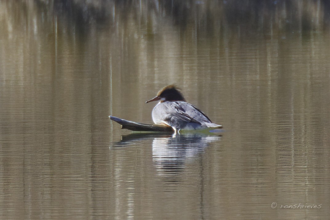 Common Merganser - Ron Shrieves