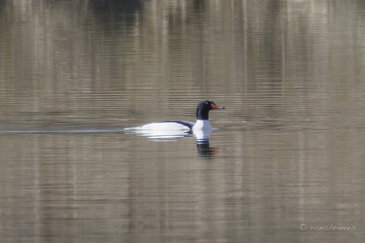 Common Merganser - Ron Shrieves