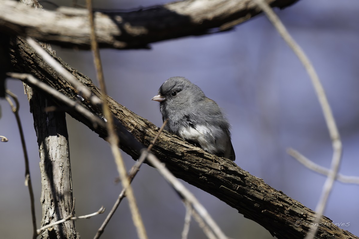 Dark-eyed Junco - Ron Shrieves