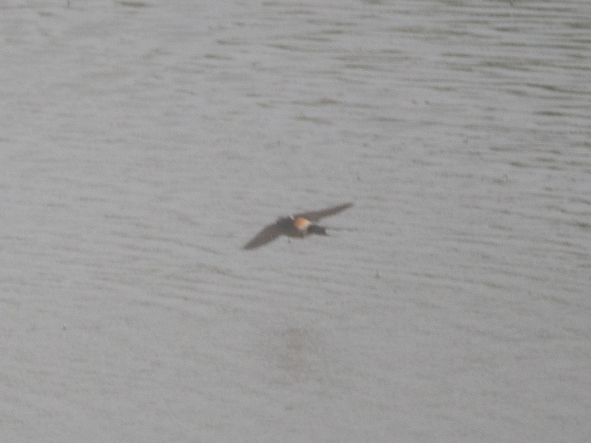 Red-rumped Swallow - ML615108111