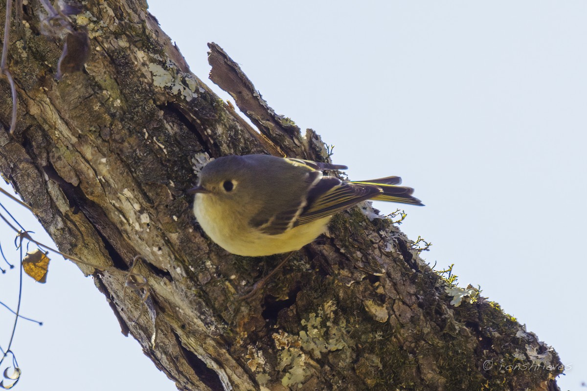 Ruby-crowned Kinglet - Ron Shrieves
