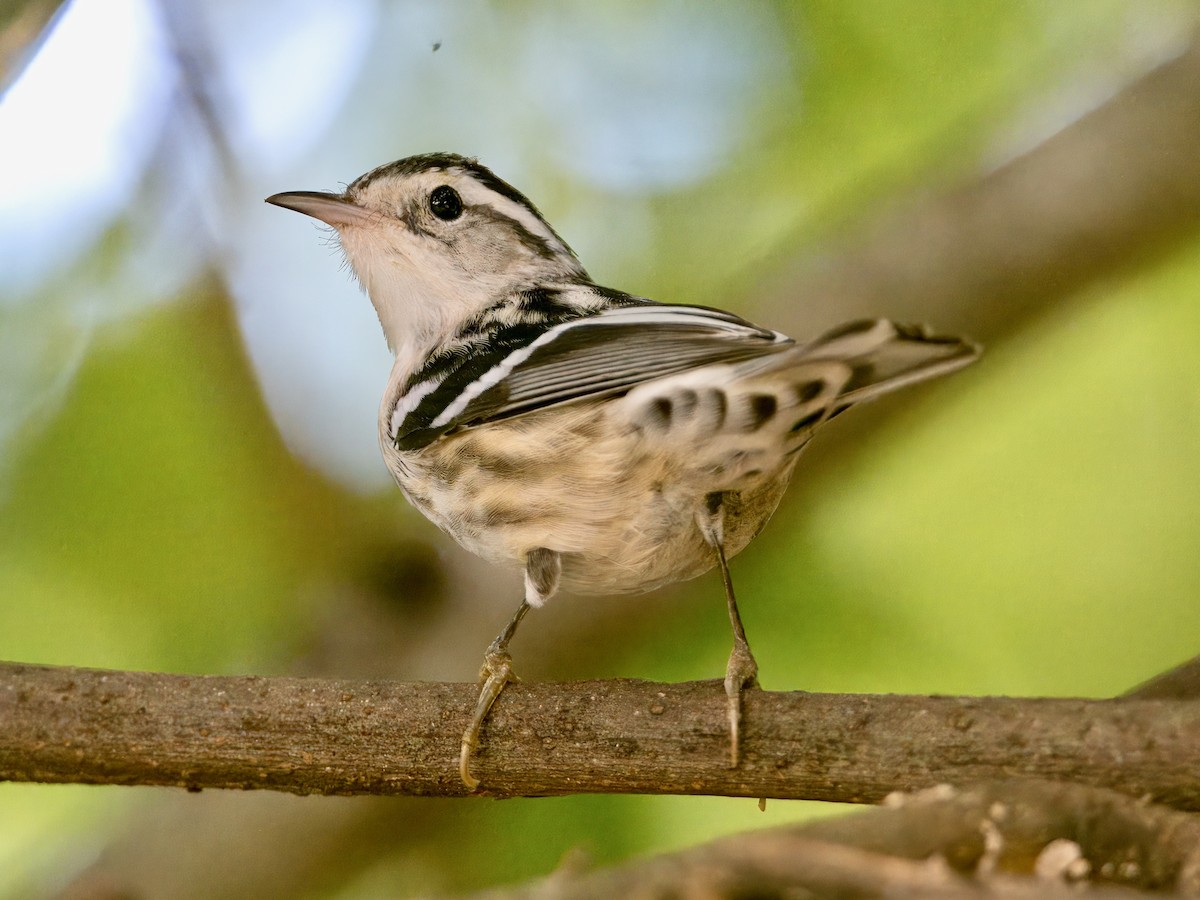 Black-and-white Warbler - ML615108188