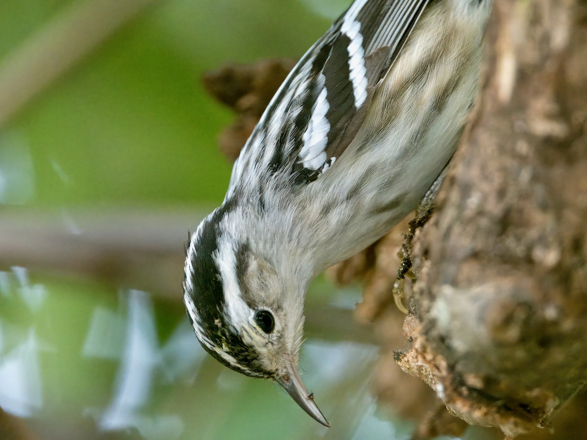 Black-and-white Warbler - ML615108189