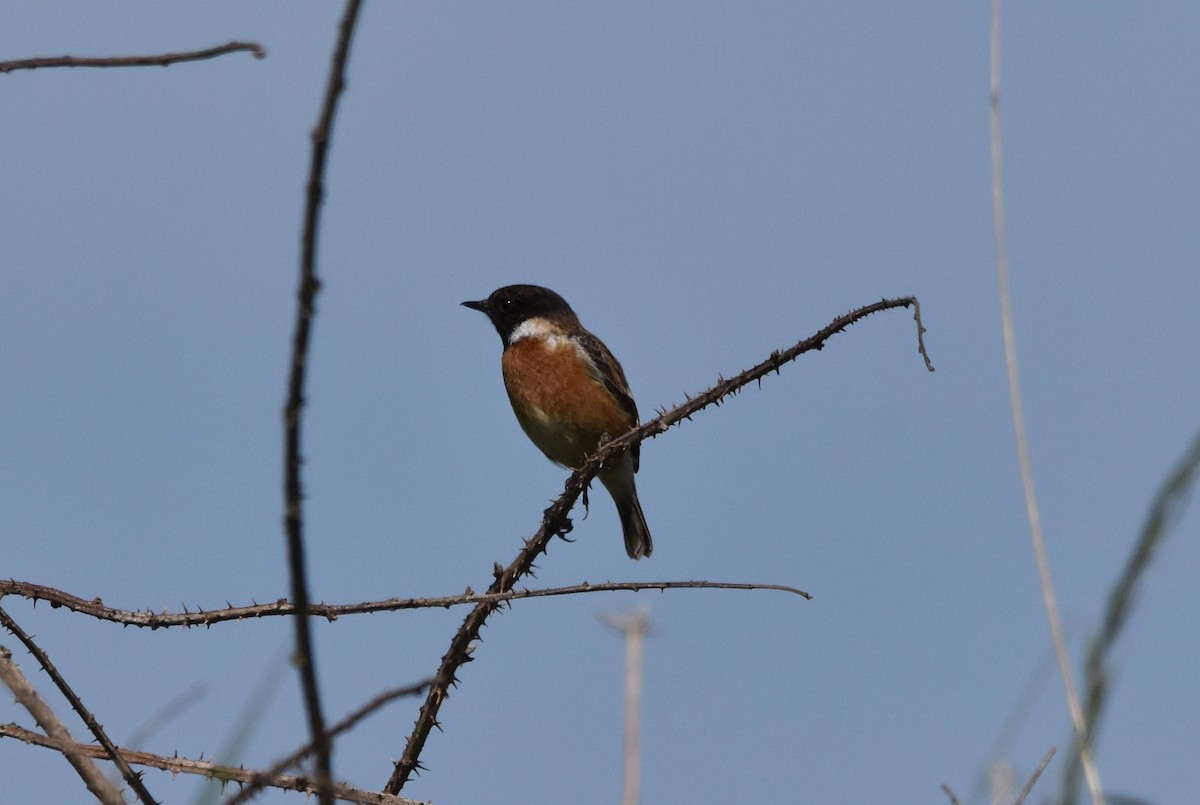 European Stonechat - ML615108202