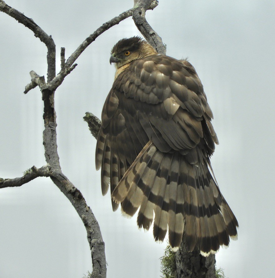 Cooper's Hawk - Sangeet  Khalsa