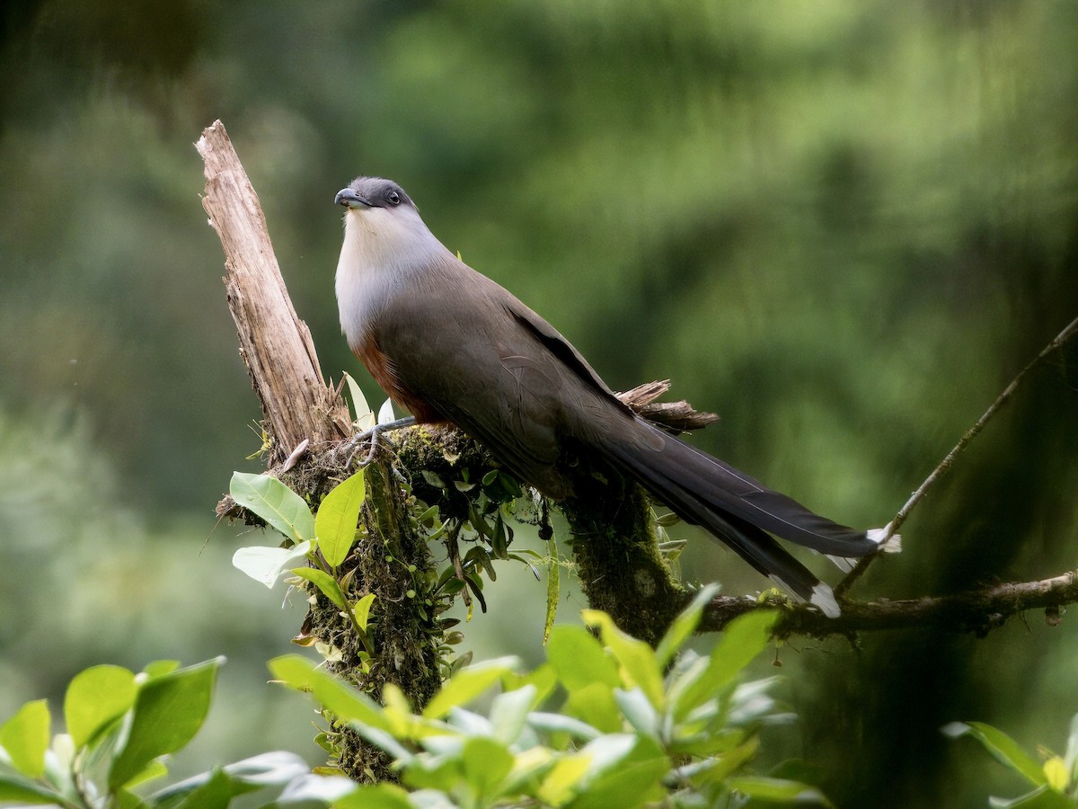 Chestnut-bellied Cuckoo - ML615108249