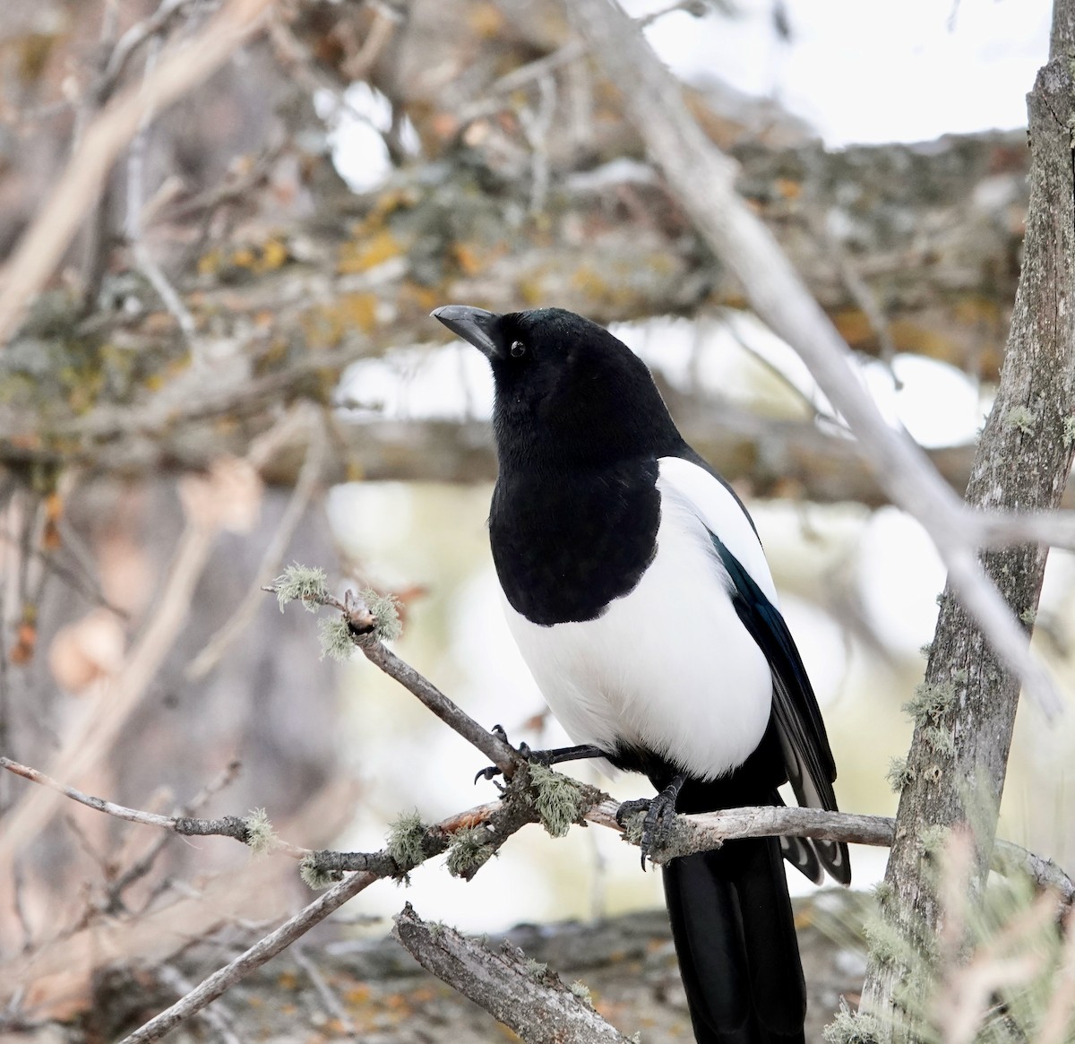Black-billed Magpie - Andrew Bailey