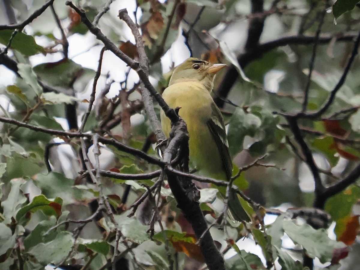 Western Tanager - Jack Wickel