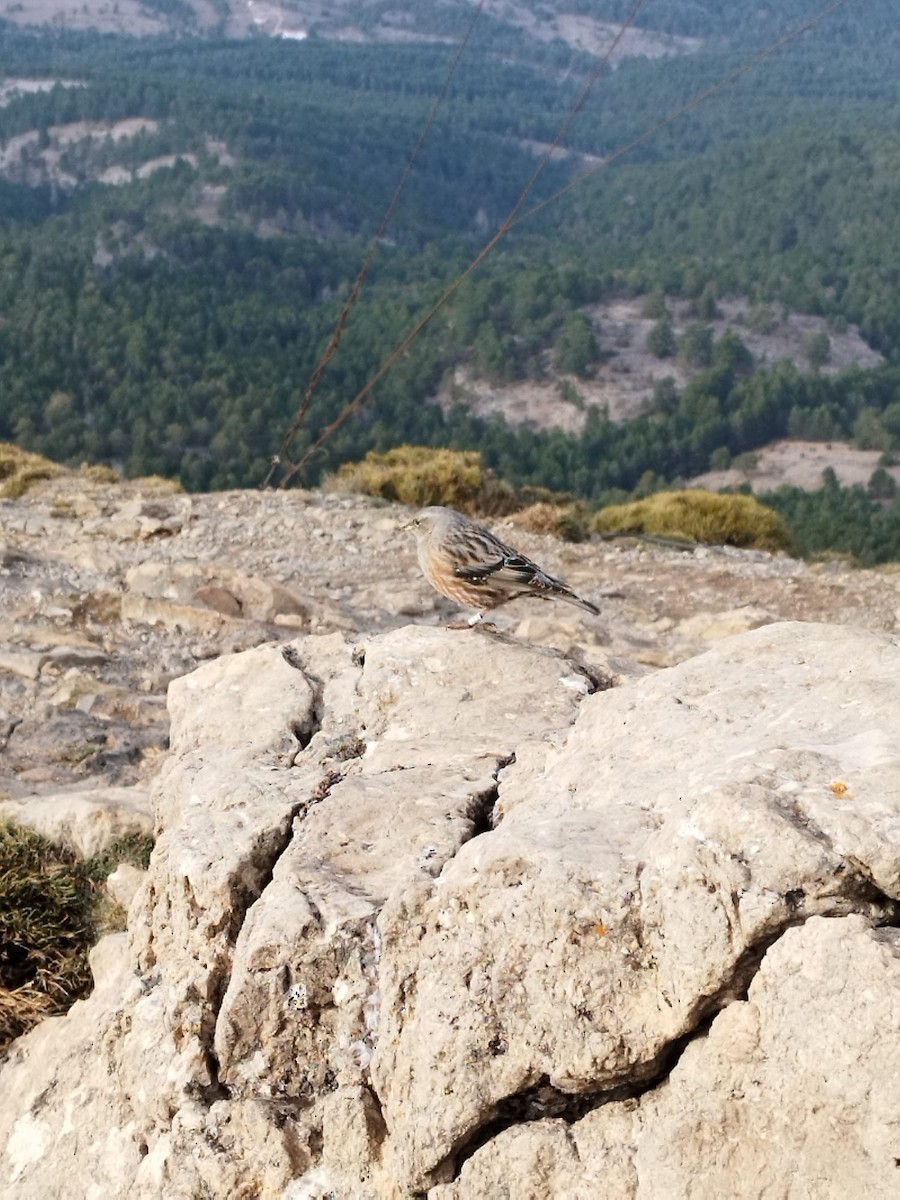 Alpine Accentor - Pascual Monferrer Aguilella