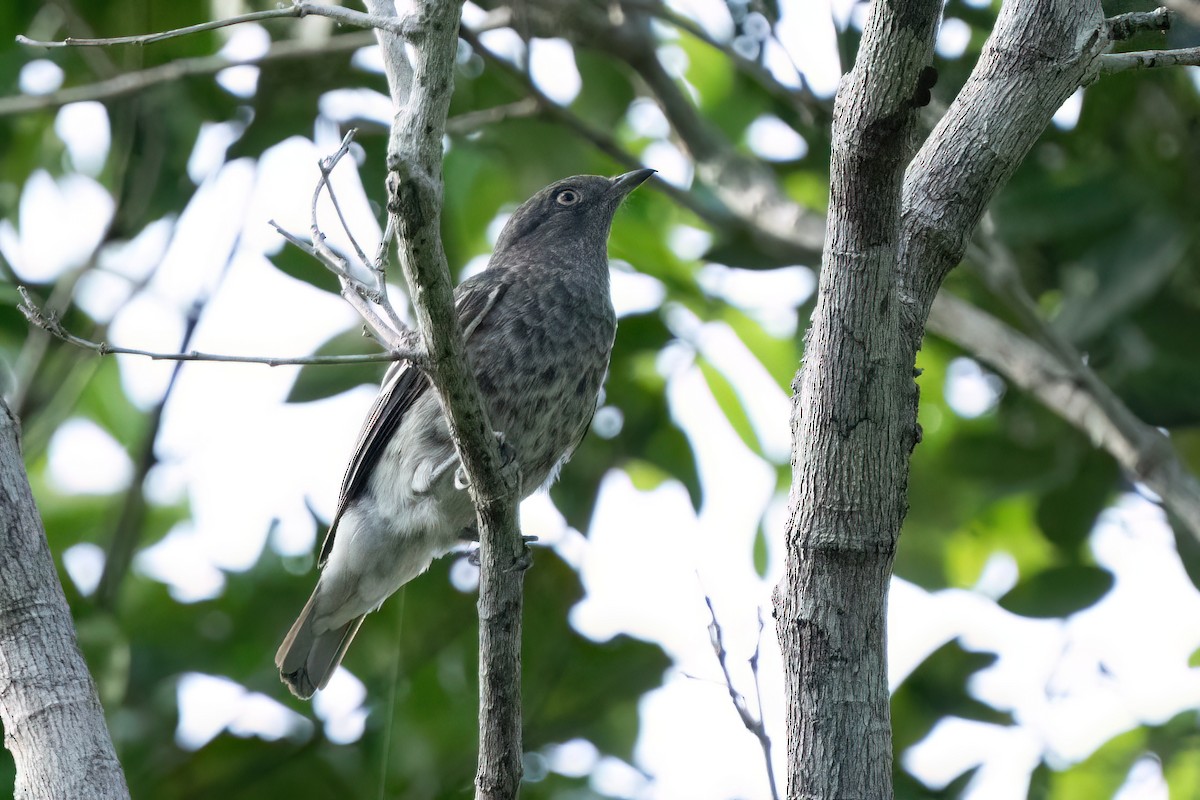 Cotinga porphyrion - ML615108317