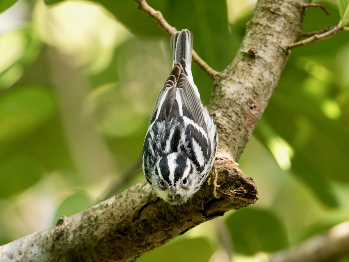 Black-and-white Warbler - ML615108363