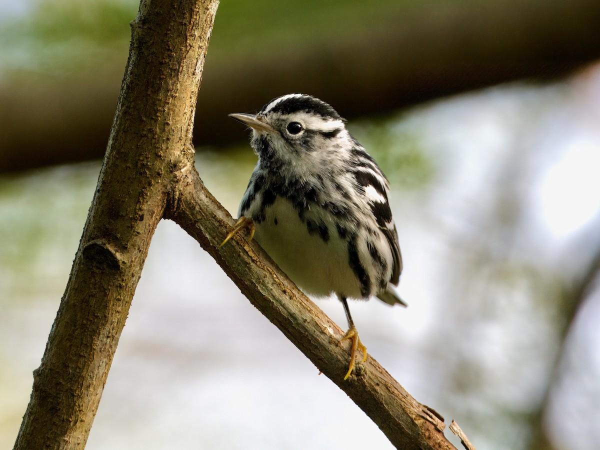 Black-and-white Warbler - ML615108369