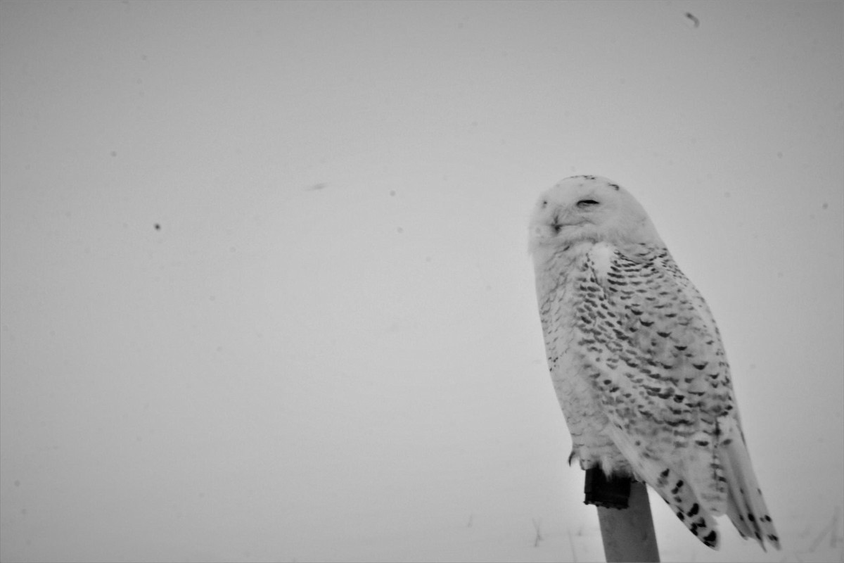 Snowy Owl - ML615108393