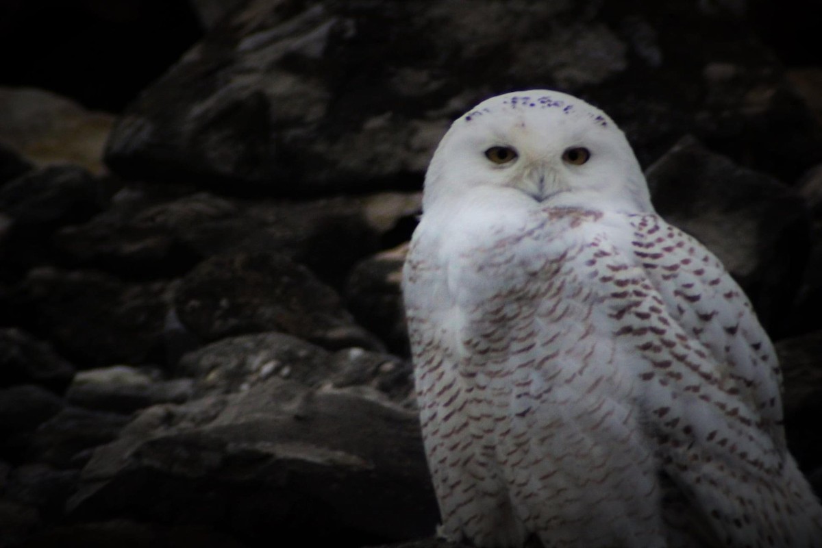 Snowy Owl - ML615108403