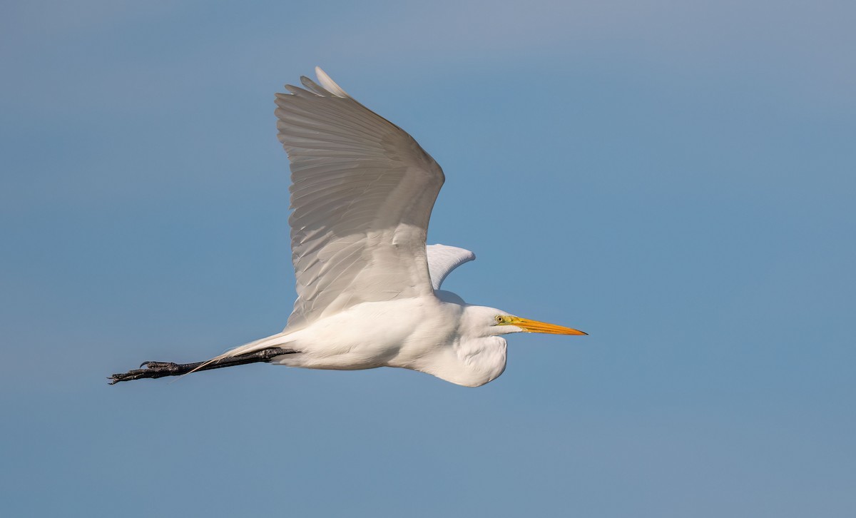 Great Egret - Anne-Marie Dufour