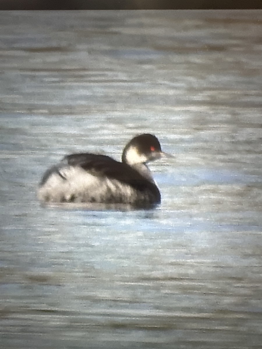 Eared Grebe - ML615108430