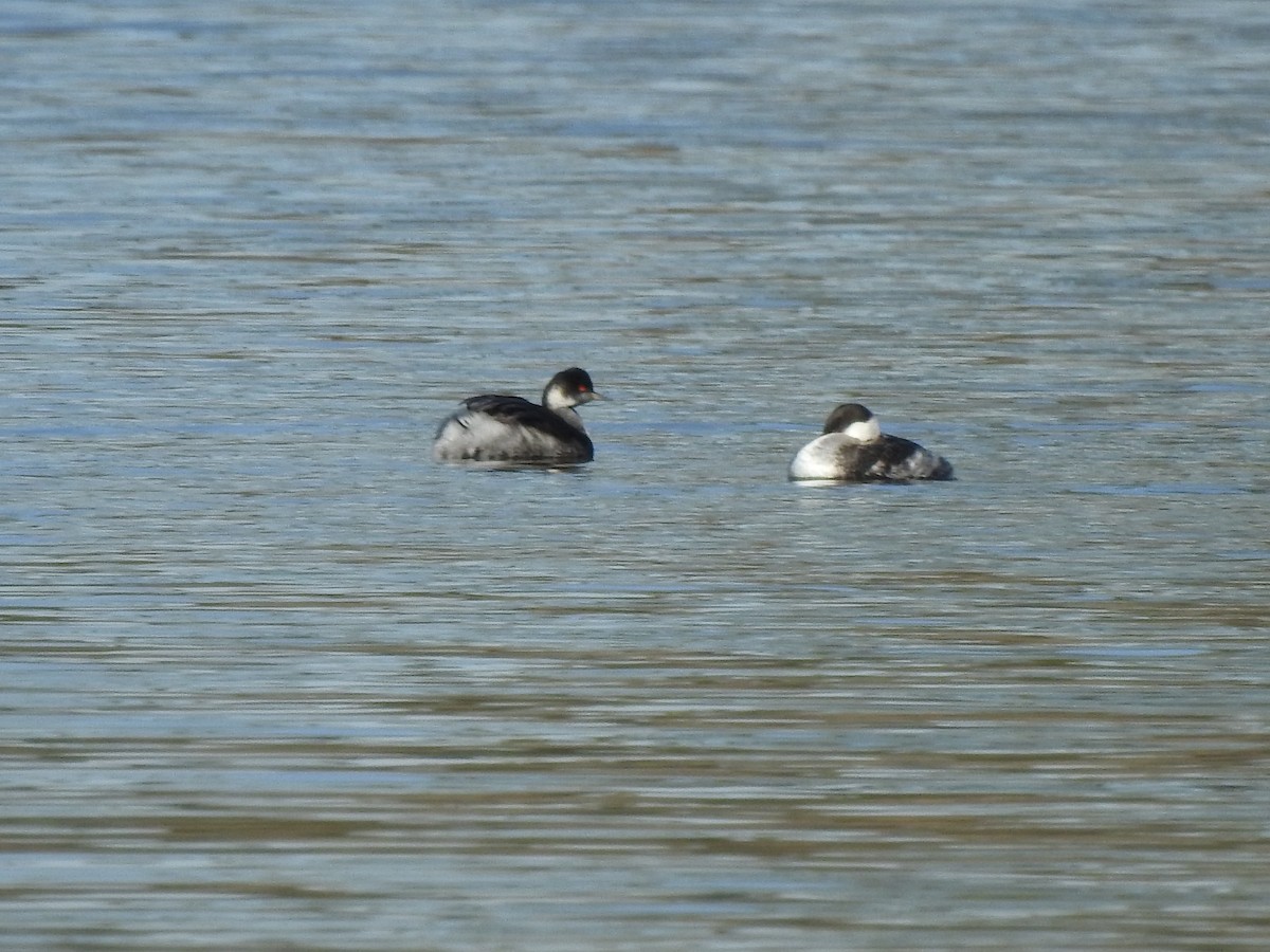 Eared Grebe - ML615108431