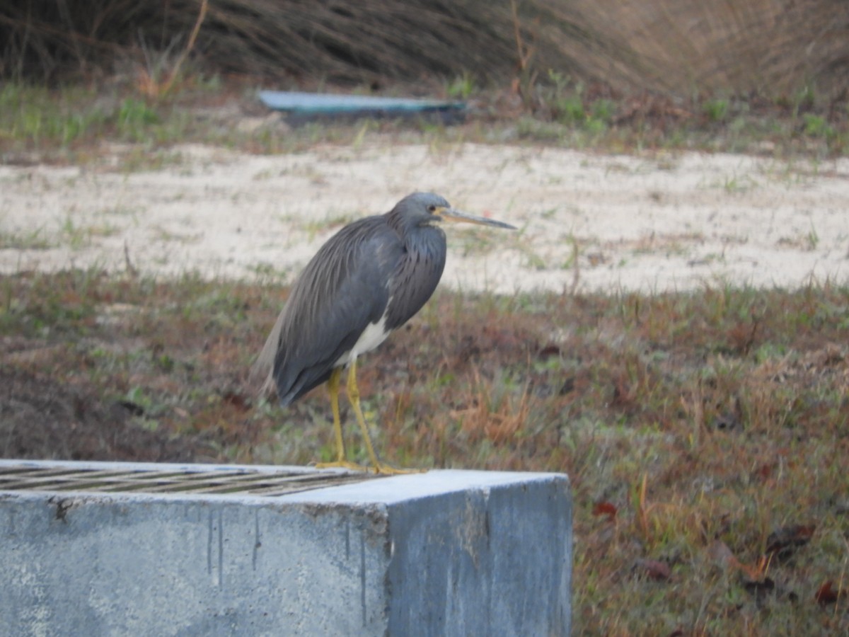 Tricolored Heron - Thomas Bürgi