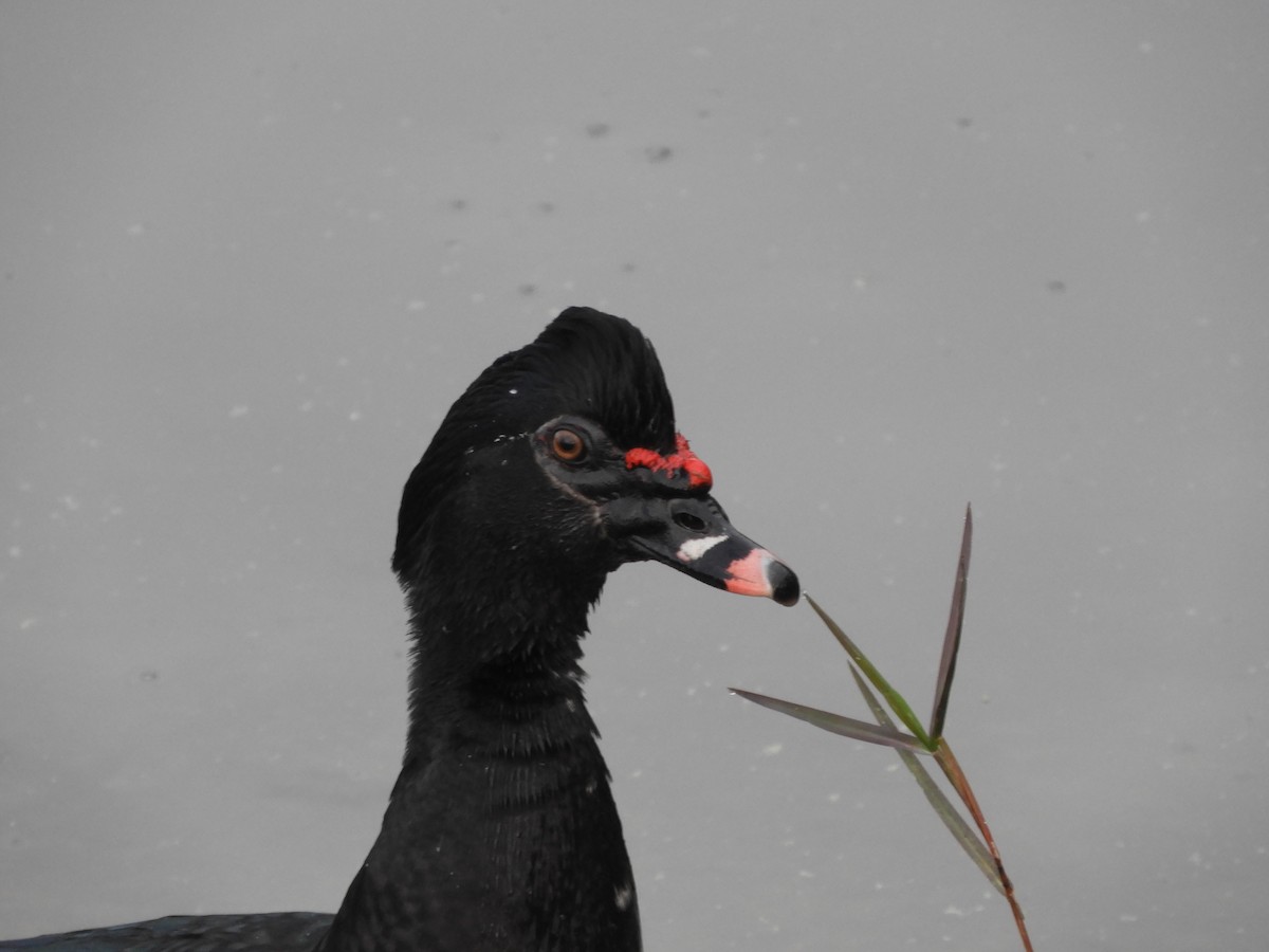 Canard musqué (forme domestique) - ML615108513